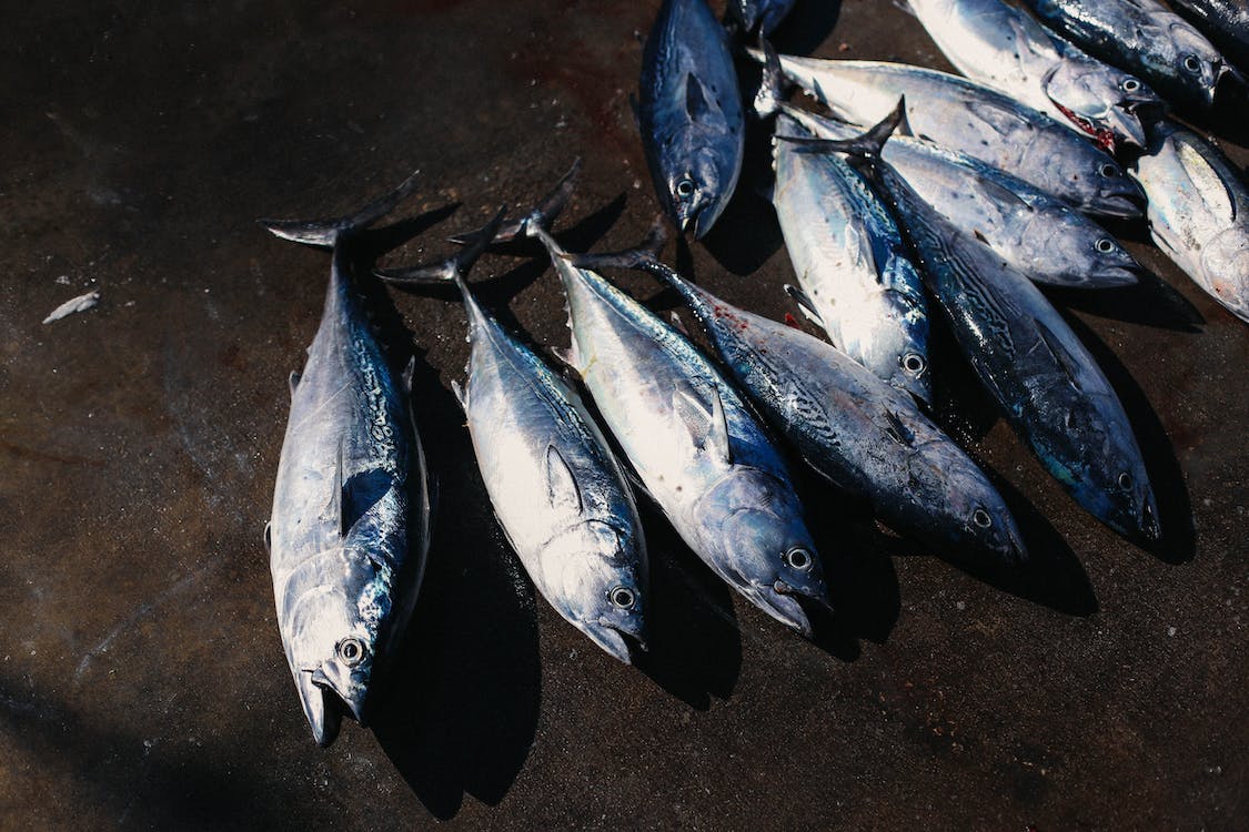 Il pesce azzurro e i suoi benefici